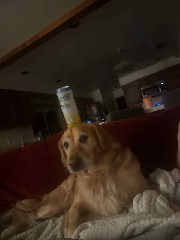 ISO HARD TO FIND GUNS - GROWIN THE COLLECTION